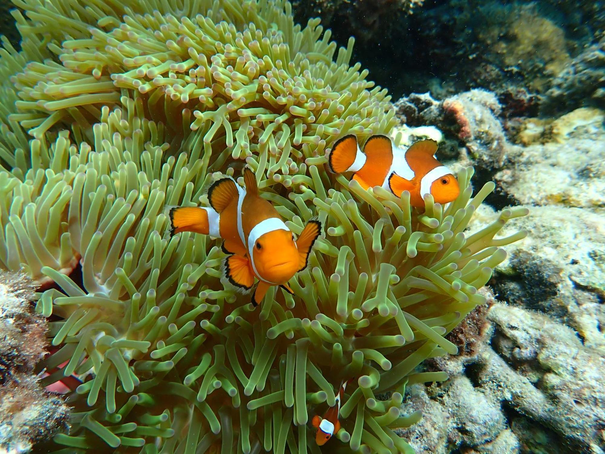 Jsk Mantanani Island Resorts מראה חיצוני תמונה
